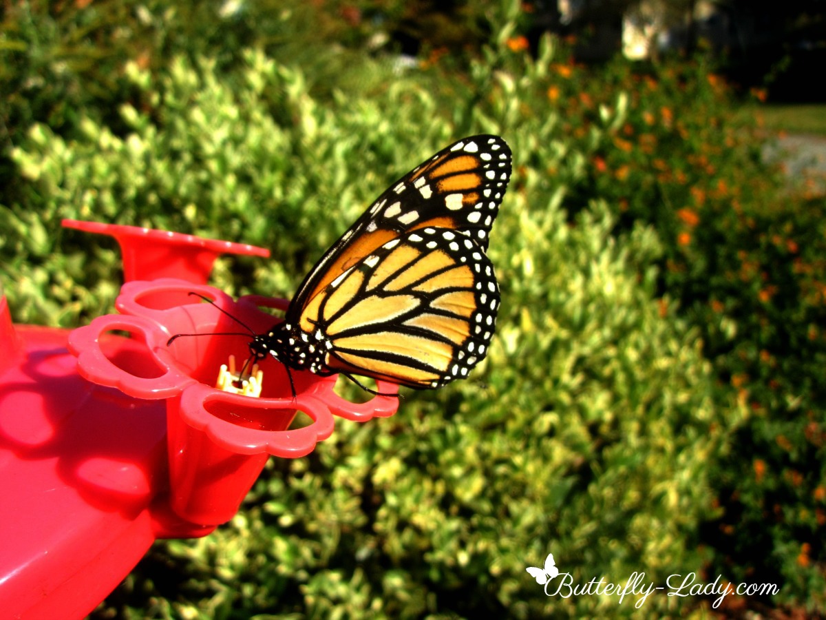 do butterflies eat from hummingbird feeders