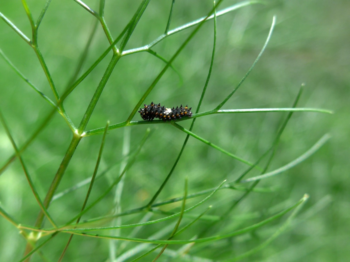 Do You Have Parsley Worms? Butterfly Lady