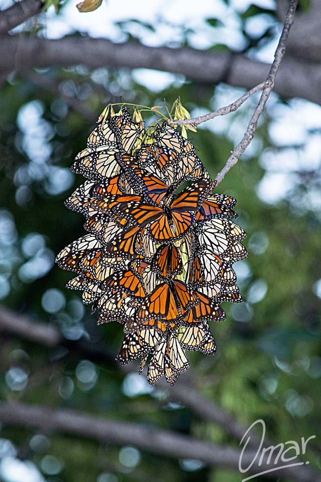 Western Glide Butterfly Kit