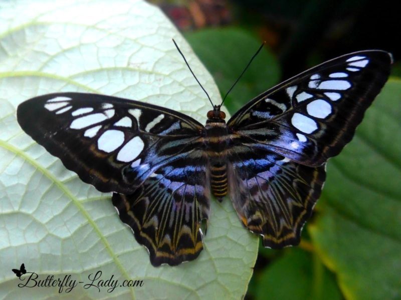 Butterflies in Winter Butterfly Lady