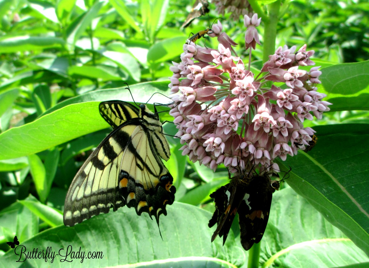 Five Favorite Native Milkweeds For Monarch Butterflies Butterfly Lady 2004