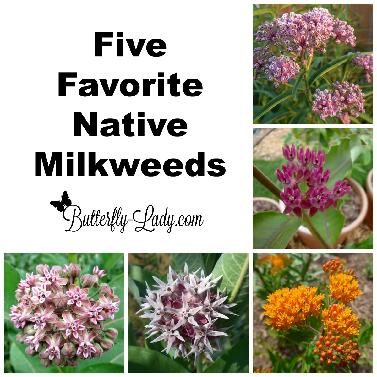 Five Favorite Native Milkweeds for Monarch Butterflies Butterfly Lady