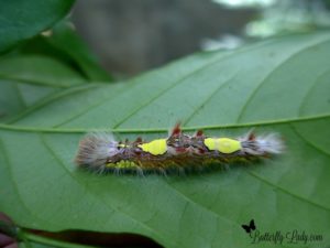 blue morpho butterfly egg