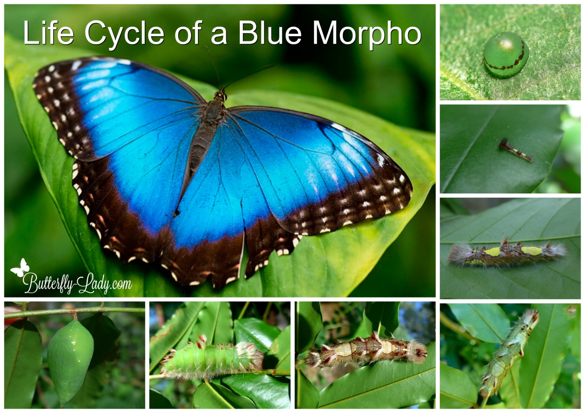 blue morpho butterfly coming out of cocoon