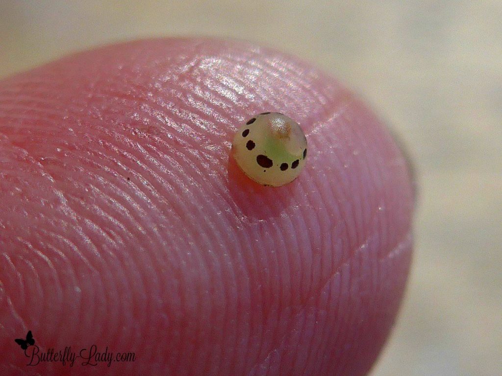 blue morpho butterfly egg