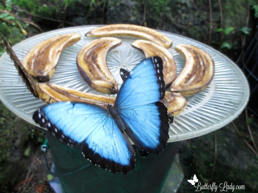 blue morpho butterfly life cycle