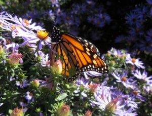 Monarch butterfly nectaring on New England Aster (Symphyotrichum novae-angliae).