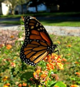Monarch nectaring on ‘Miss Huff’ Lantana.