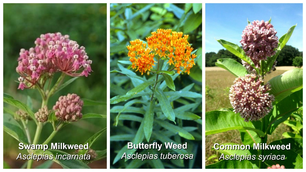 Planting Milkweed in the Fall Butterfly Lady