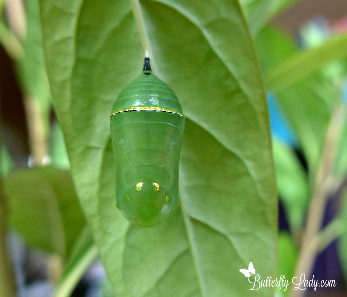 Golden Chrysalis Butterfly Lady