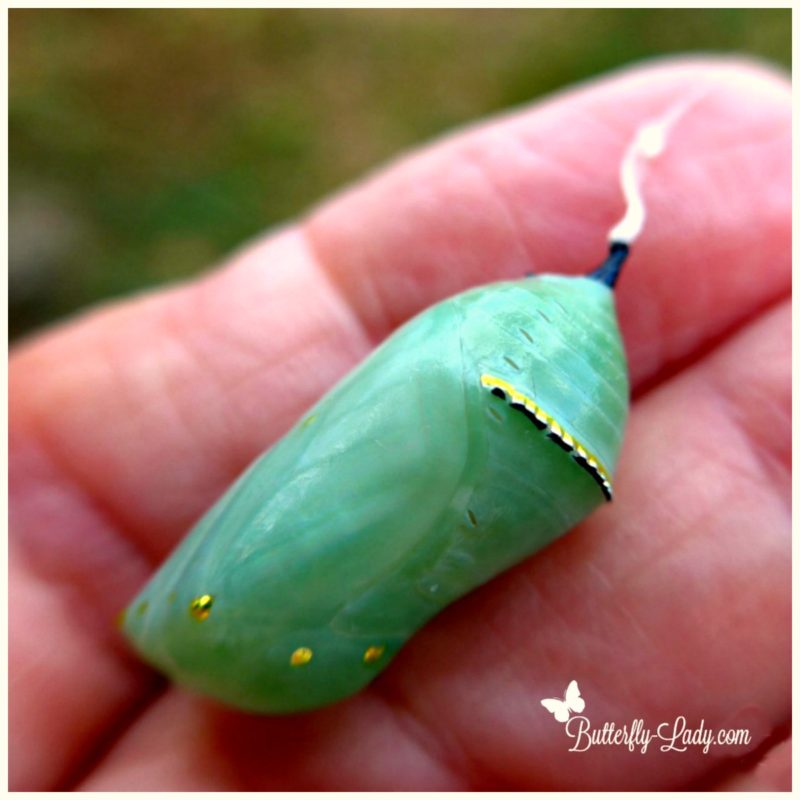 A Tale of Nature’s Living Gold Butterfly Lady