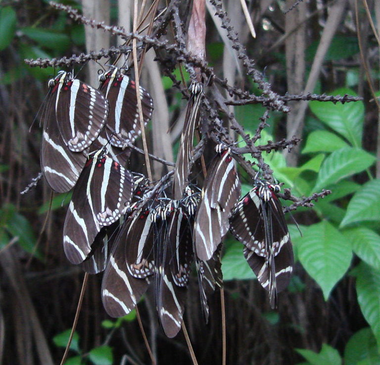 Zebra Longwing Heliconius Charithonia Butterfly Lady 