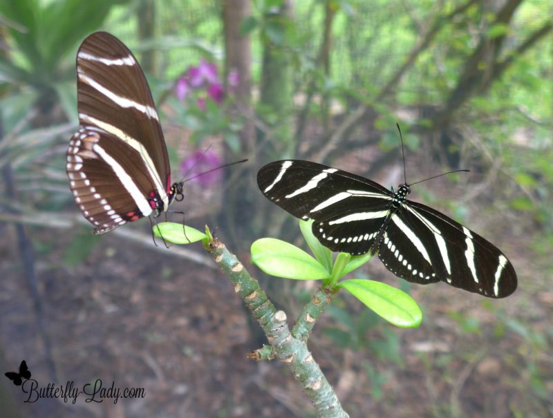 Zebra Longwing (Heliconius charithonia) Butterfly Lady