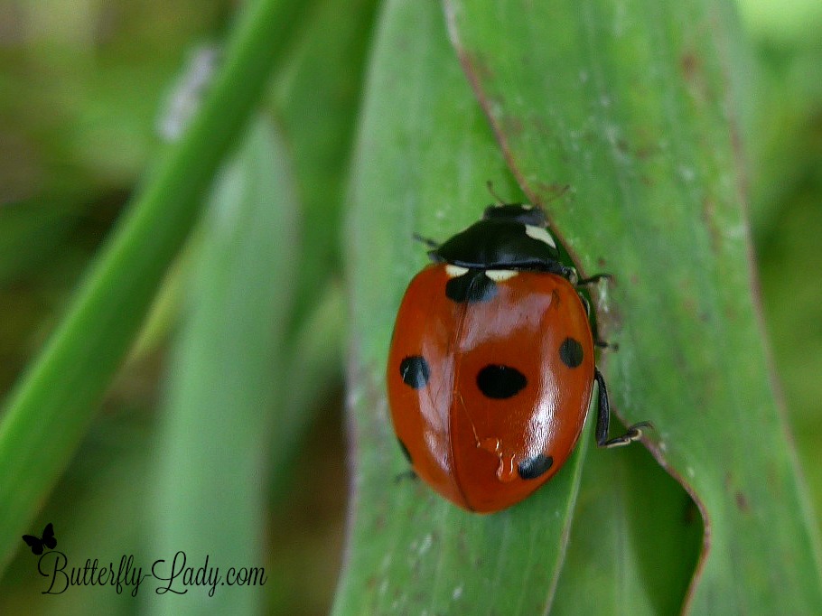 Water Your Ladybugs, Coccinellidae, water