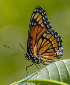 The Dangerous Lives Of Butterflies – Butterfly Lady