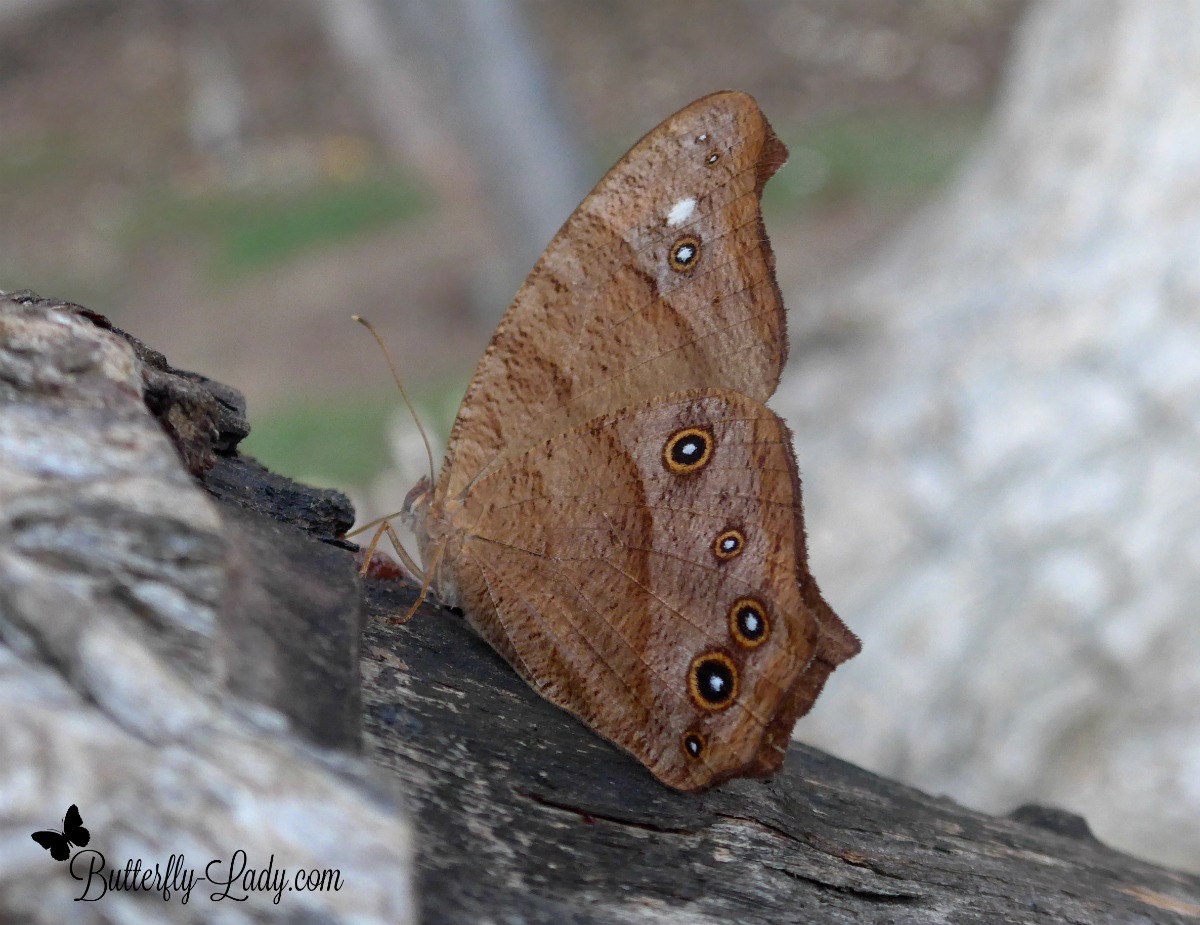 The Dangerous Lives of Butterflies Butterfly Lady