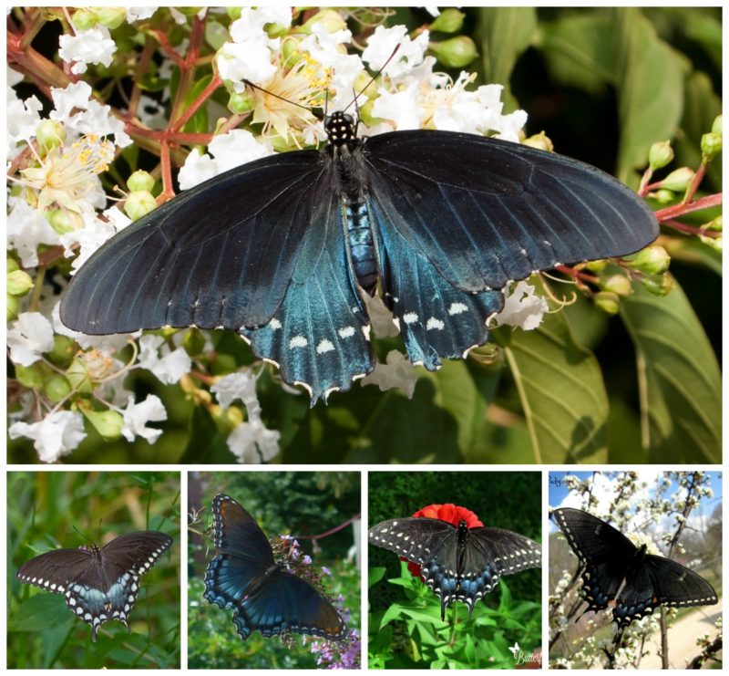 The Dangerous Lives of Butterflies Butterfly Lady