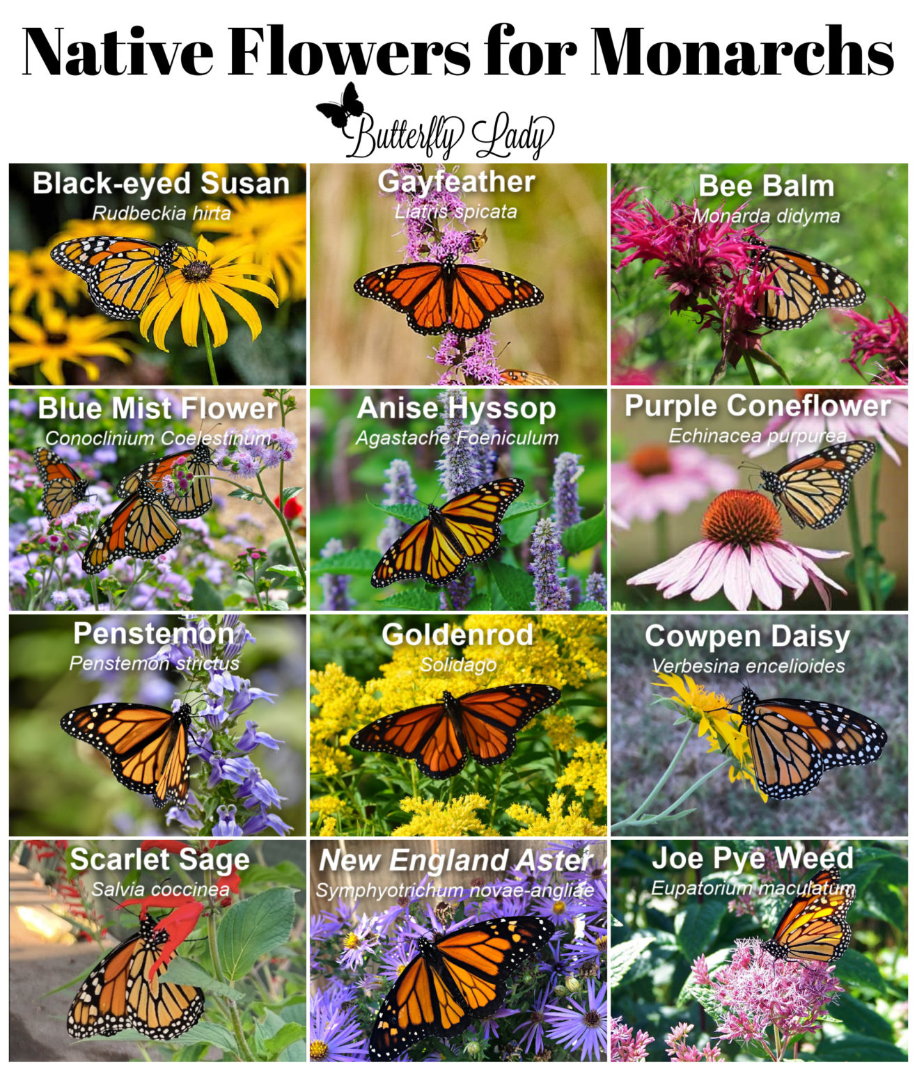 How to Create a Monarch Waystation Butterfly Lady