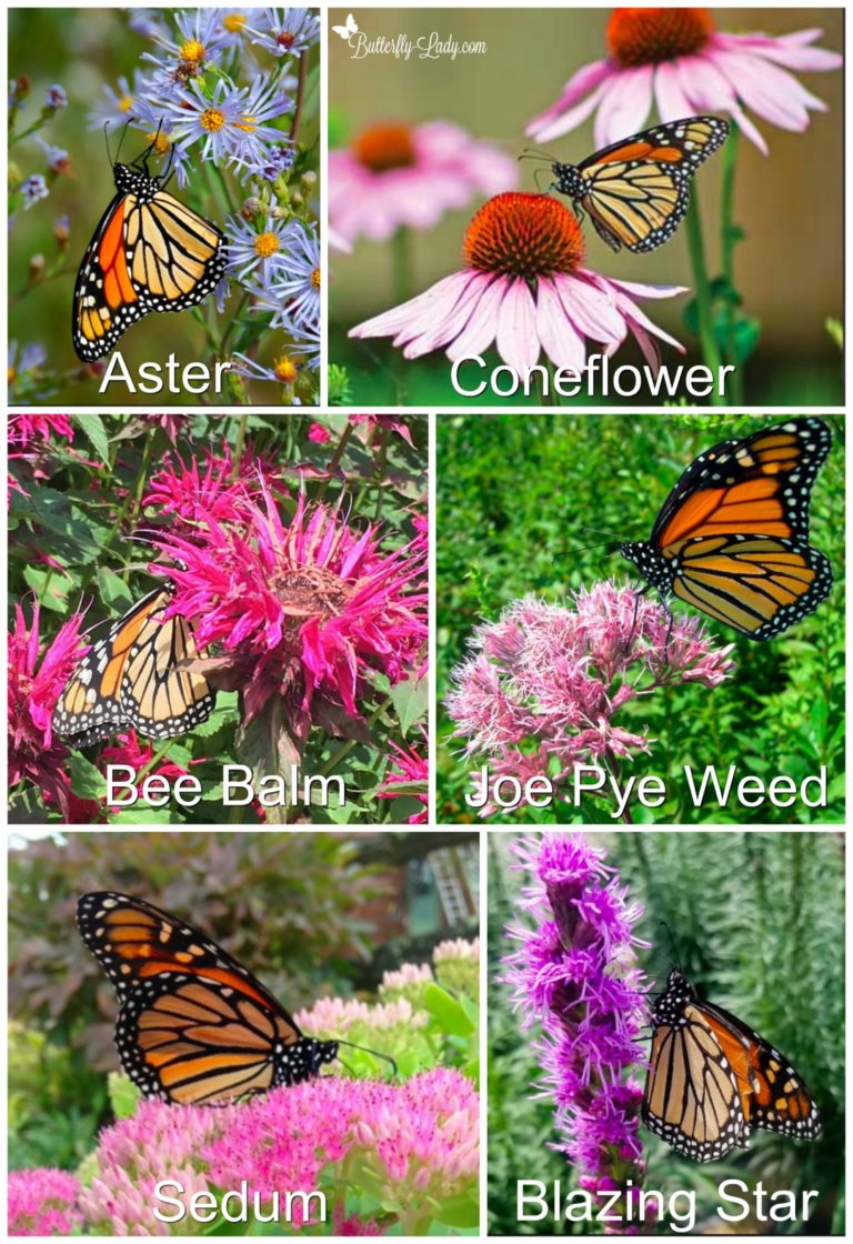 How to Create a Monarch Waystation Butterfly Lady