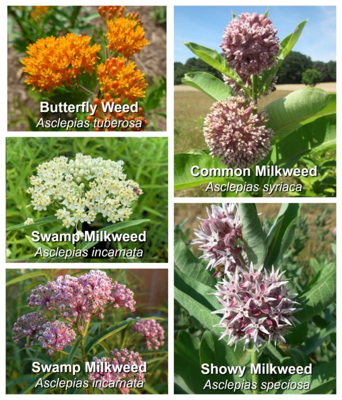 Winter Sowing Milkweed Seeds Butterfly Lady