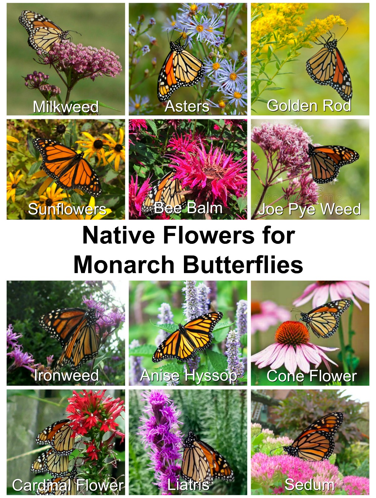 Native Flowers for Monarch Butterflies Butterfly Lady