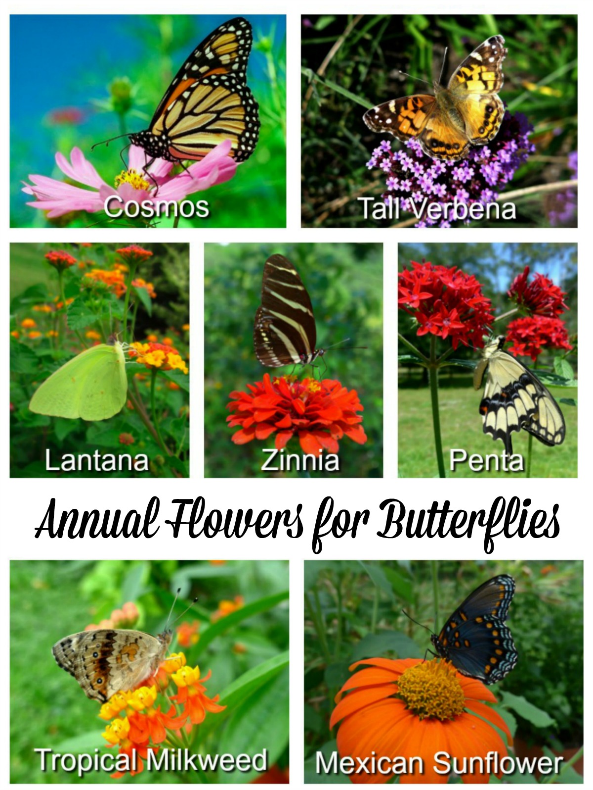 Ten Basic Principles for Creating a Butterfly Garden Butterfly Lady