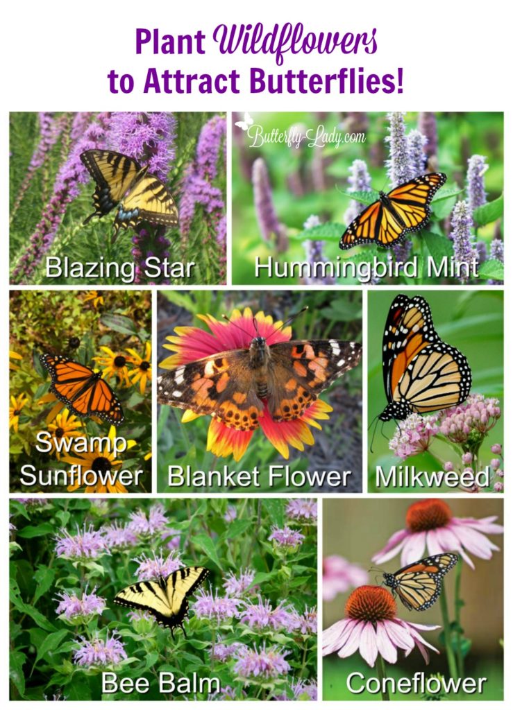 Plant Wildflowers to Attract Butterflies! Butterfly Lady