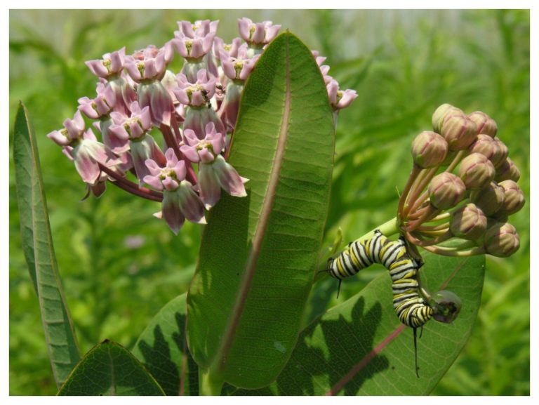 Twelve Native Milkweeds Butterfly Lady
