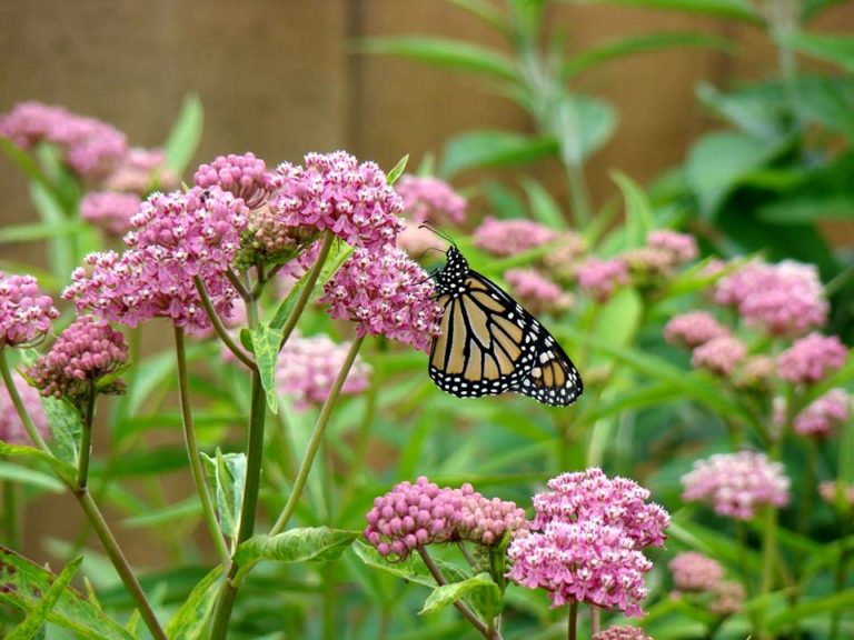 Twelve Native Milkweeds – Butterfly Lady