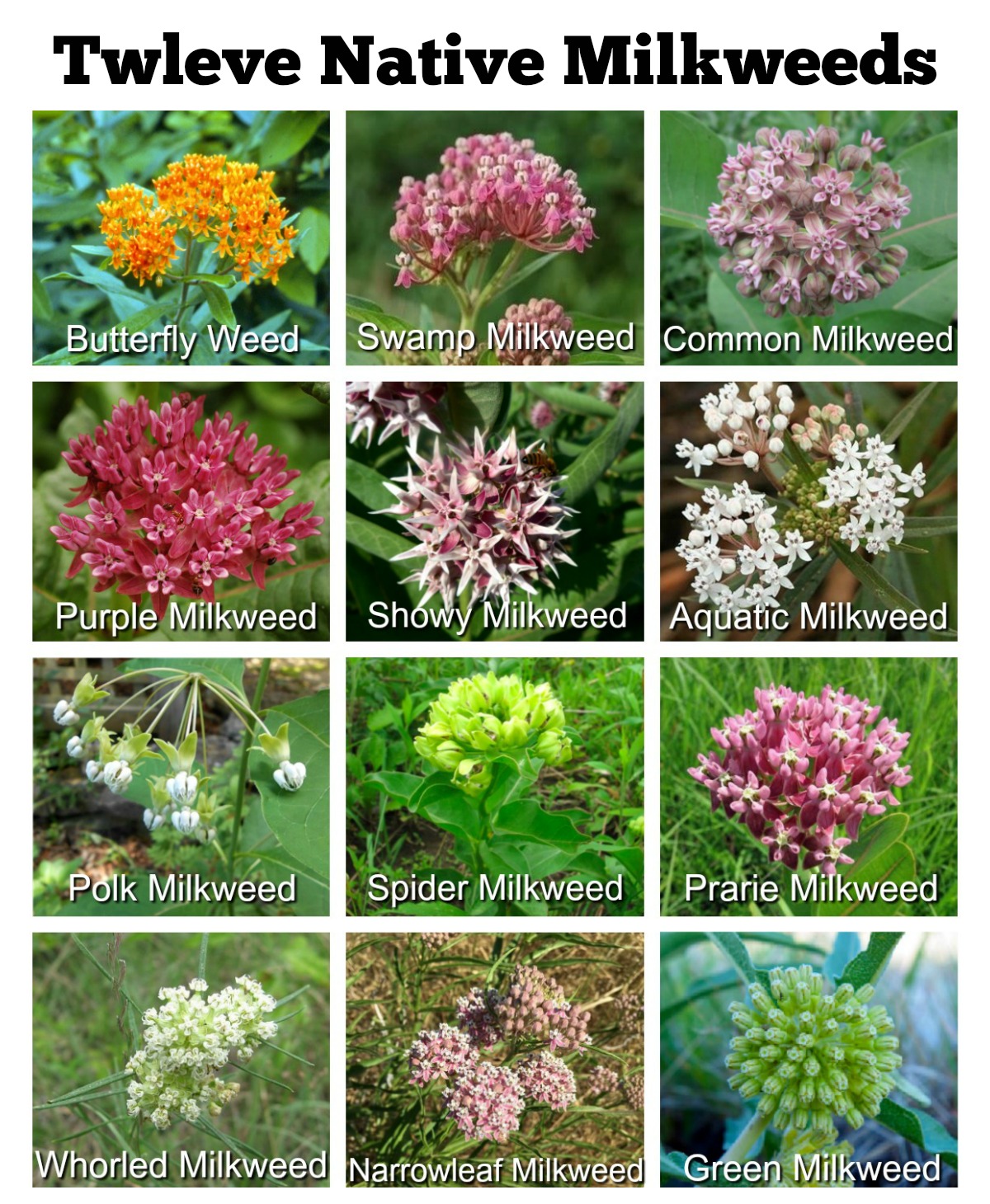 Does Walmart Sell Milkweed Plants at Christian Green blog