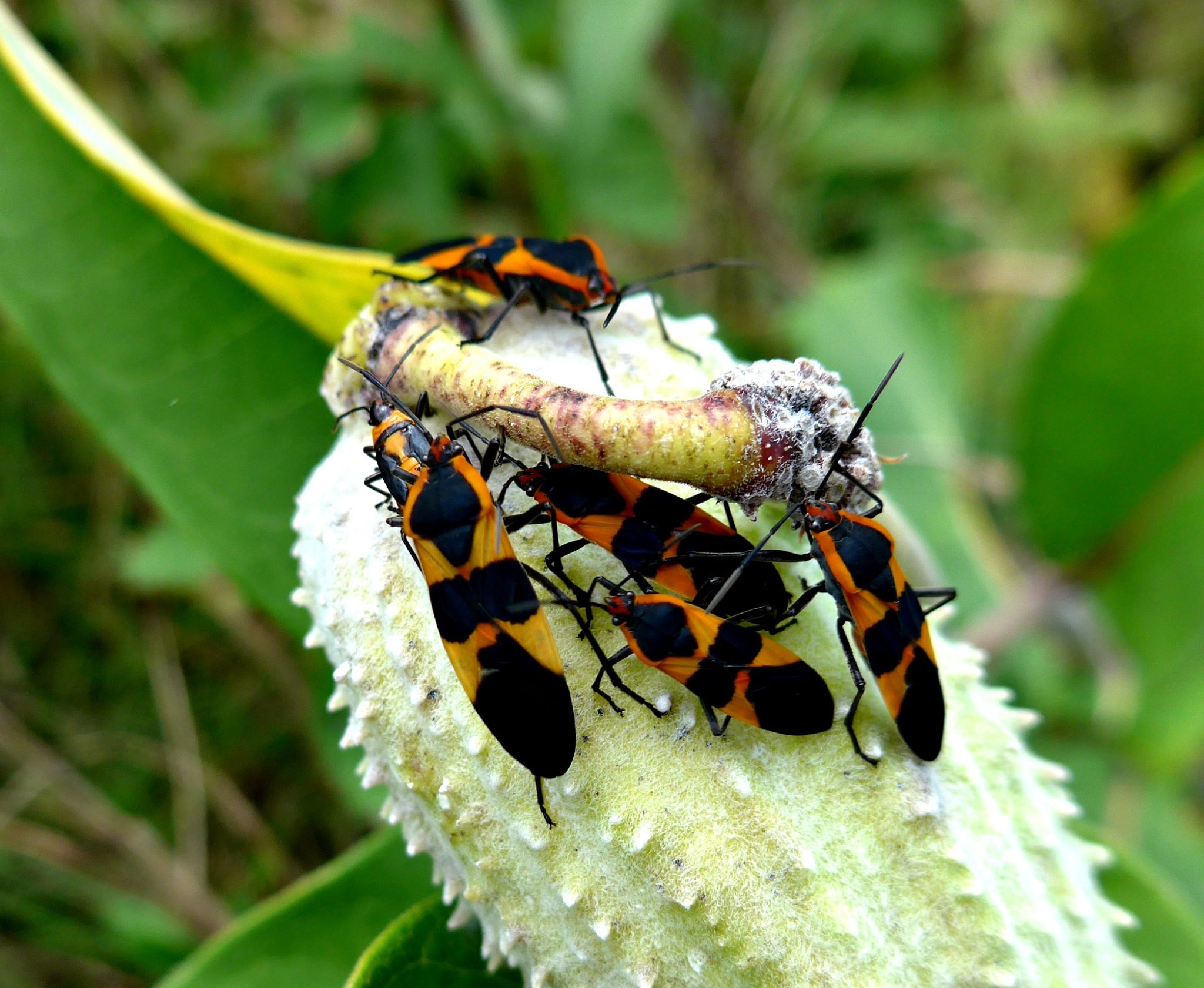 Milkweed Bugs Butterfly Lady