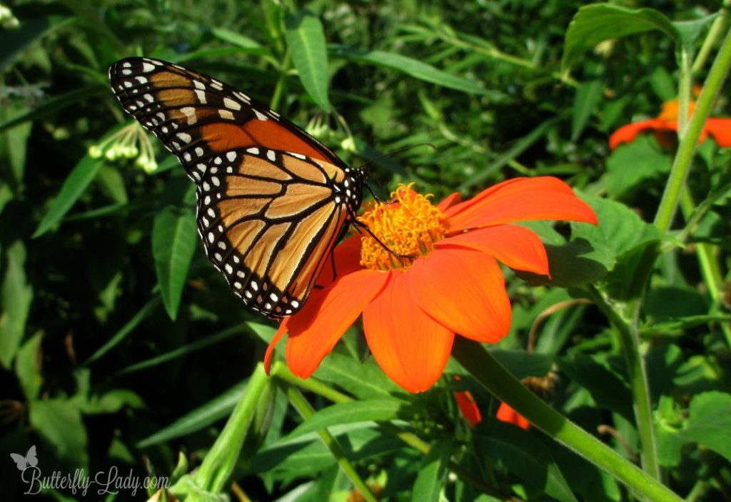 The Monarch Butterfly Super Generation | Butterfly Lady