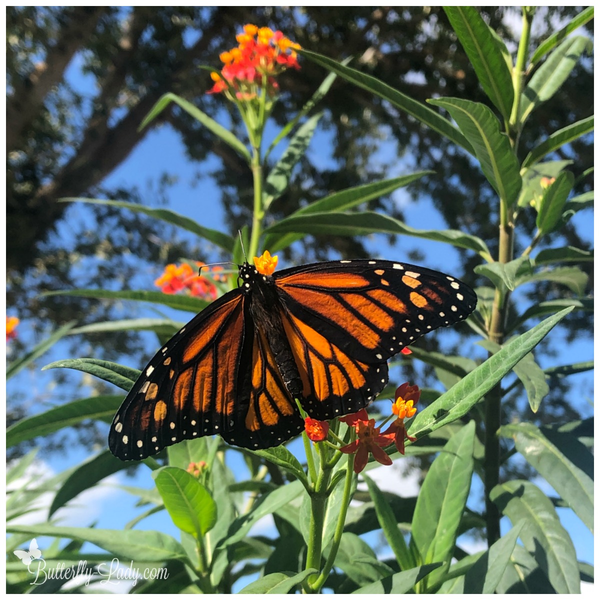 Apply Now for Free Milkweed Plants for Habitat Restoration!