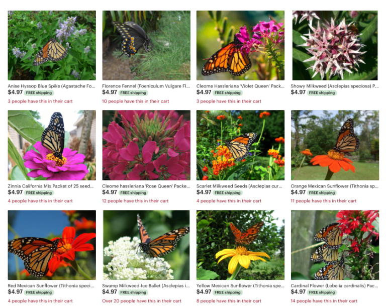 Butterfly Container Gardening – Butterfly Lady