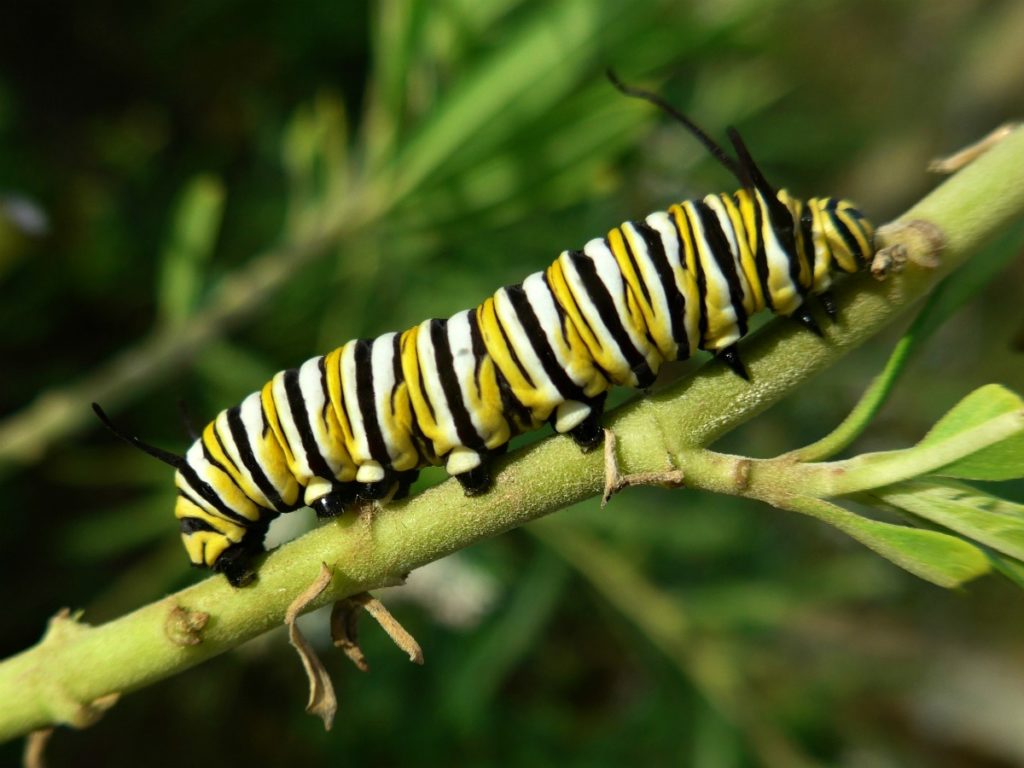 The Monarch Butterfly Super Generation | Butterfly Lady