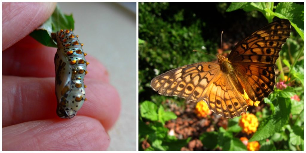 Golden Chrysalis Butterfly Lady