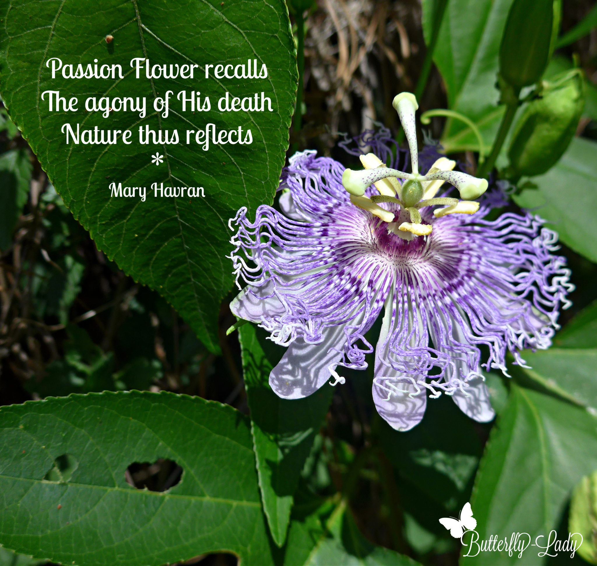 Symbolism of the Passion Flower Butterfly Lady
