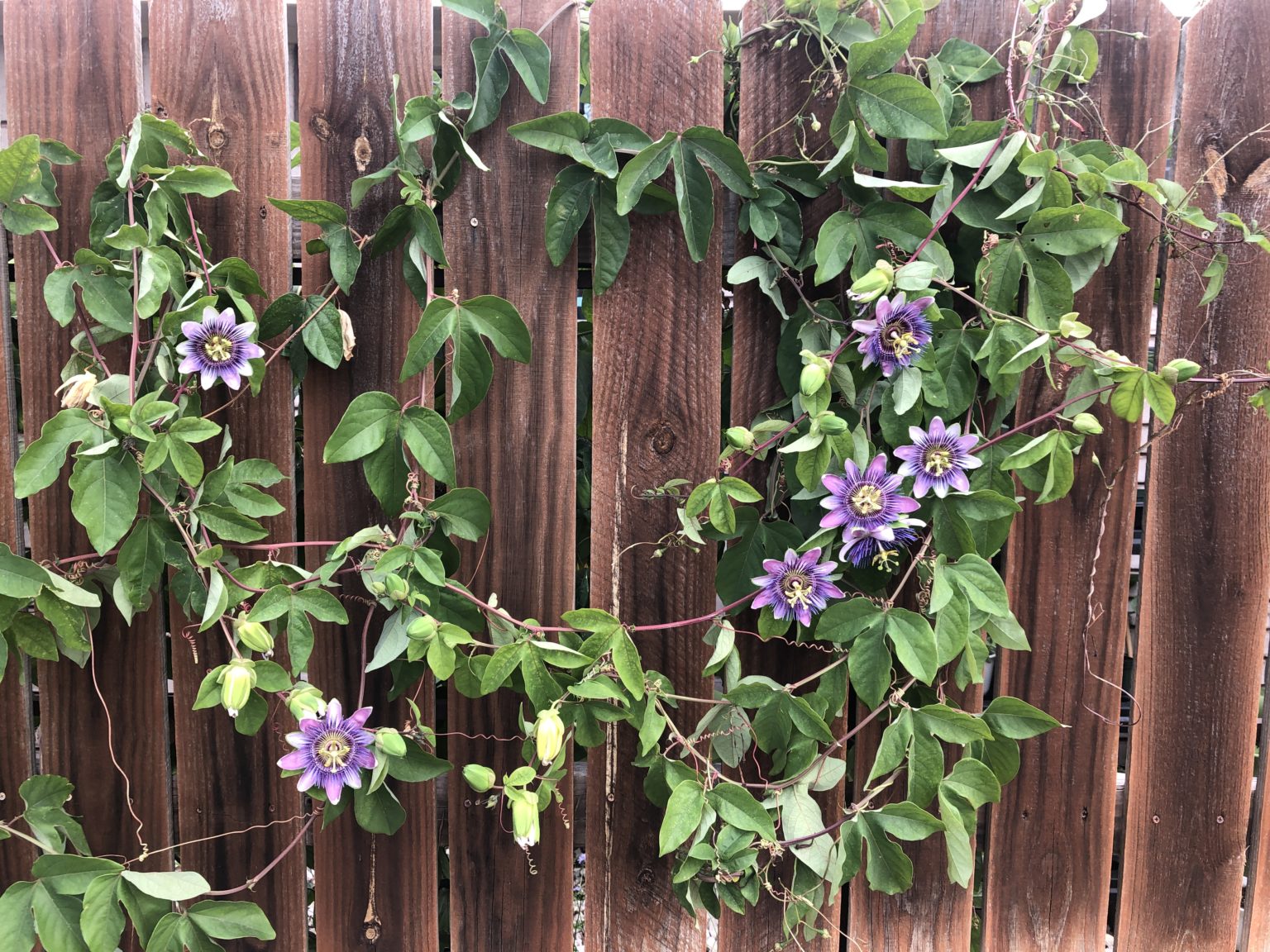 Symbolism of the Passion Flower Butterfly Lady