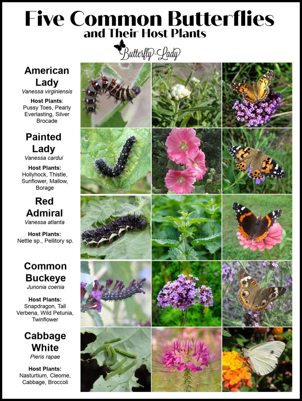 Five Common Butterflies Butterfly Lady