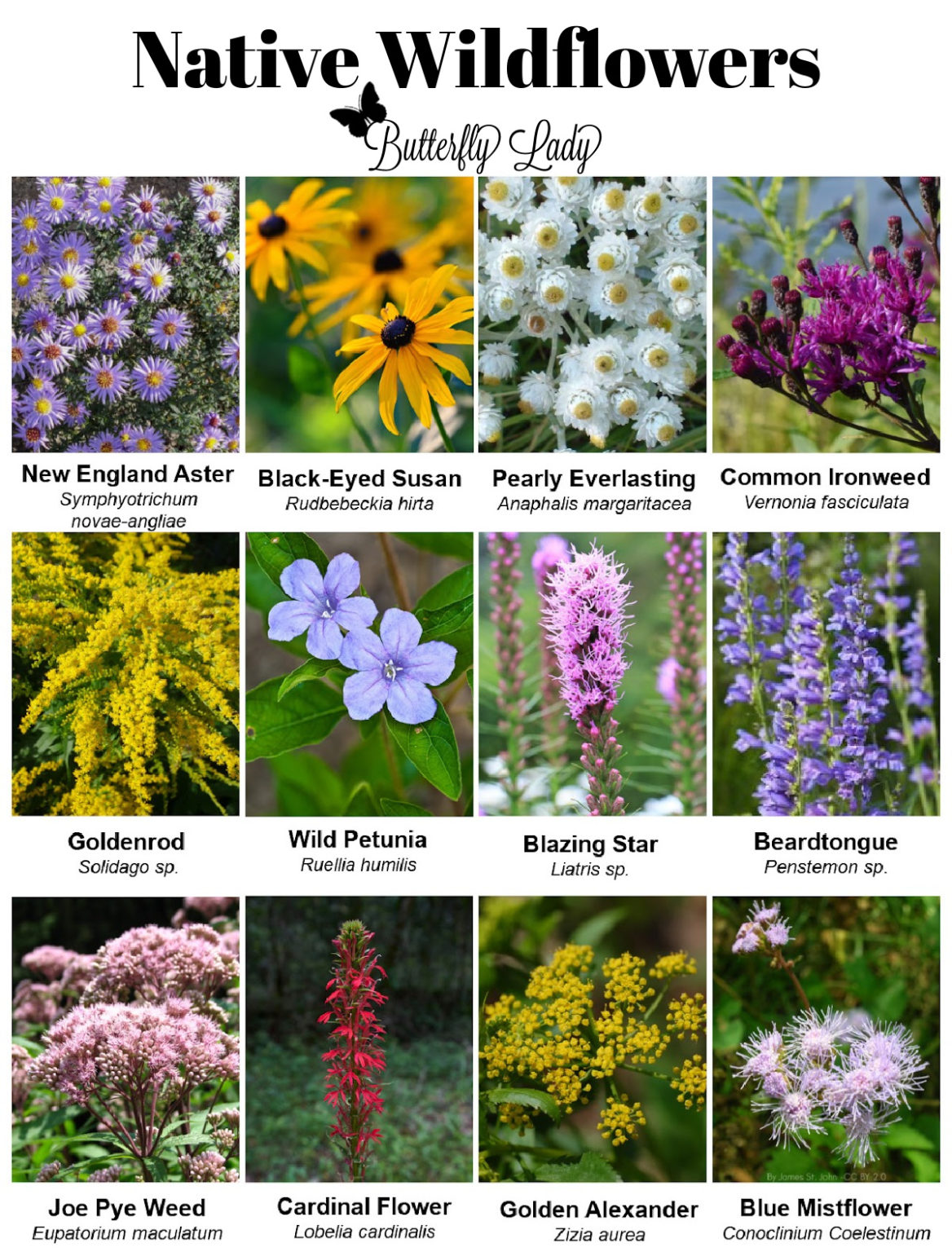 What is Winter Sowing Butterfly Lady