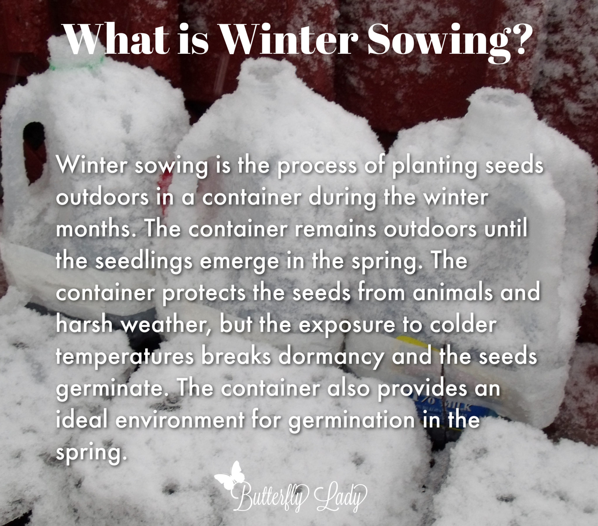 What is Winter Sowing Butterfly Lady