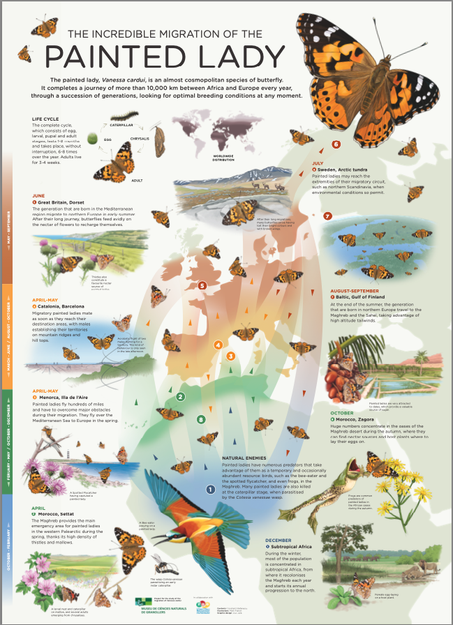 Painted lady butterfly native deals range