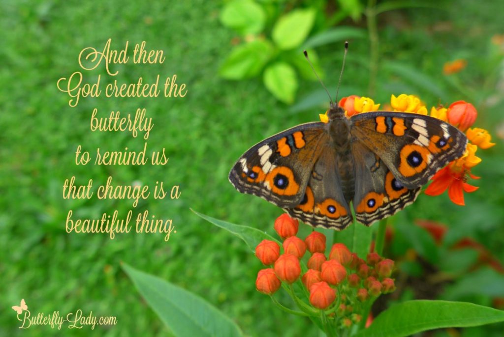 Meadow Argus