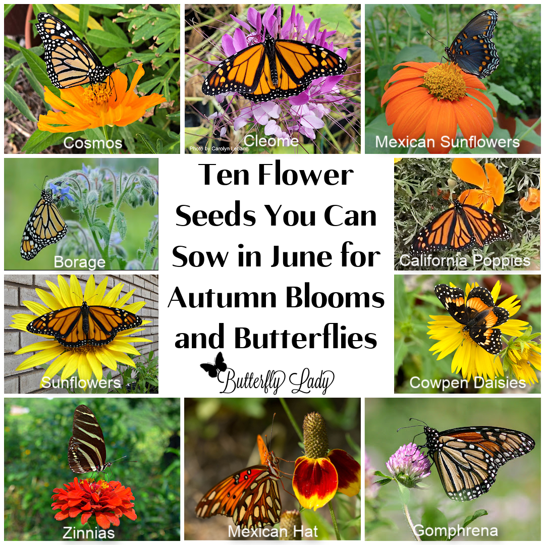 Ten Flower Seeds You Can Sow in Your Garden in June for Autumn Blooms ...